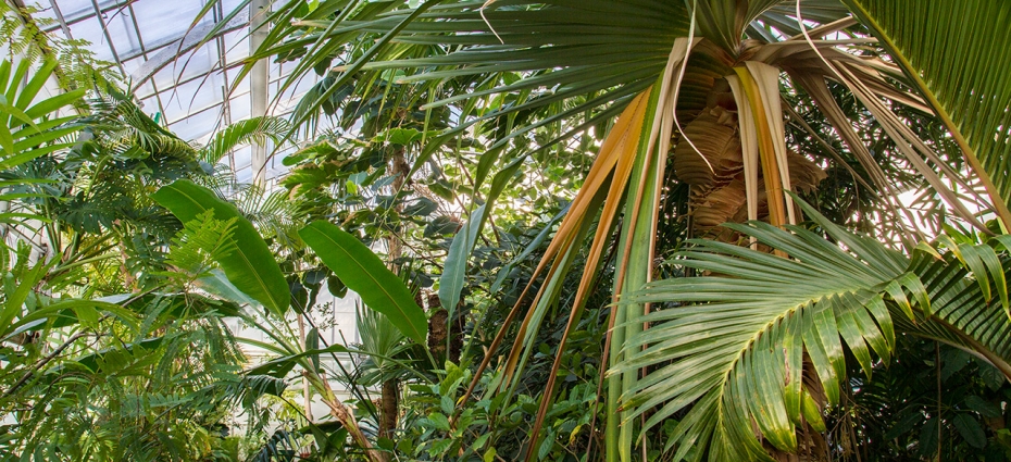 Enjoy a Break from Winter Weather at the Margaret C. Ferguson Greenhouses inside the greenhouses