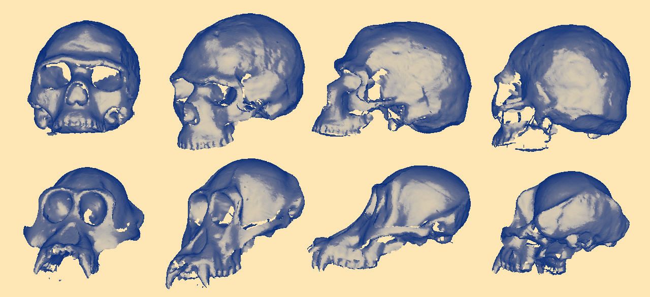 WellesleyX: Intro to Human Evolution Course Starts Second Run May 6 WellesleyX class now offers a virtual 3D fossil library.