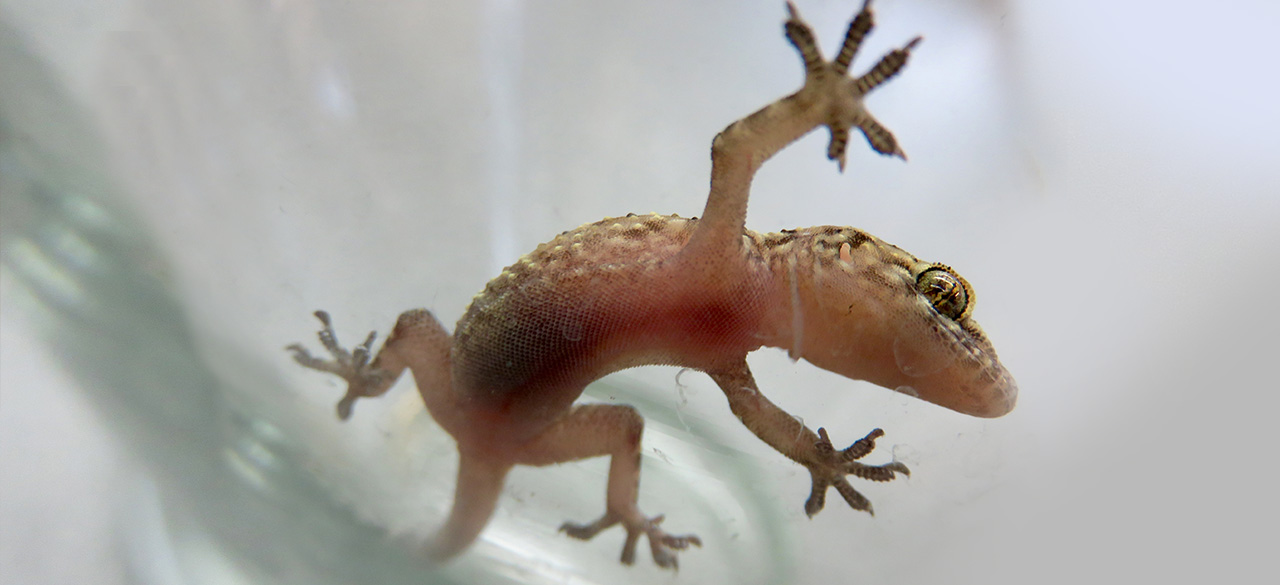 Gecko Spotted in the Tropical Greenhouse One of the Mediterranean geckos that resides in Wellesley's Greenhouses
