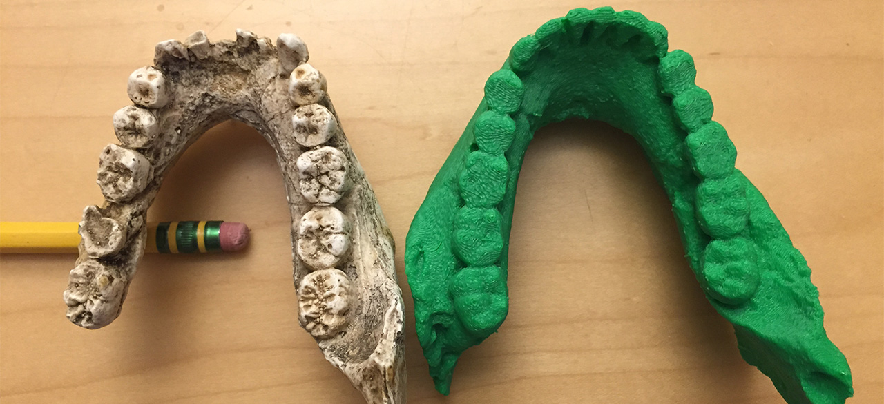 3D Printing Enhances Classroom And Community Learning A 3D printout of a Homo naledi fossil sits next to a cast of a Homo habilis jaw.