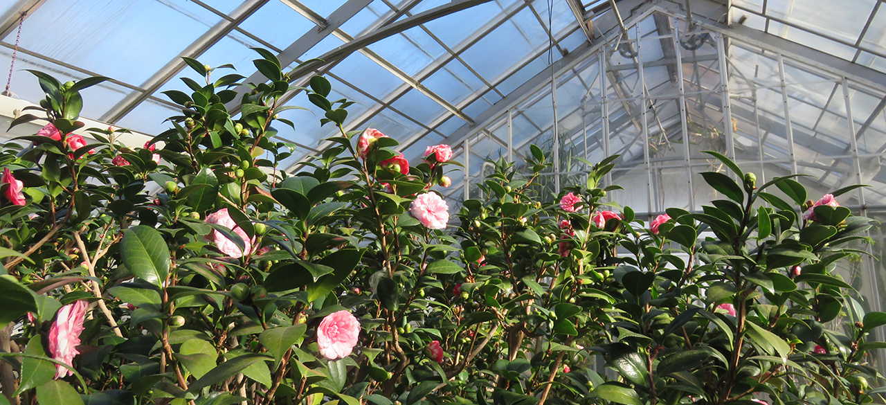 A Living Link To Wellesley's Founders A photo of the pink and white blossoms of the Durant Camellia, the only surviving plant donated by College founder Henry Durant.