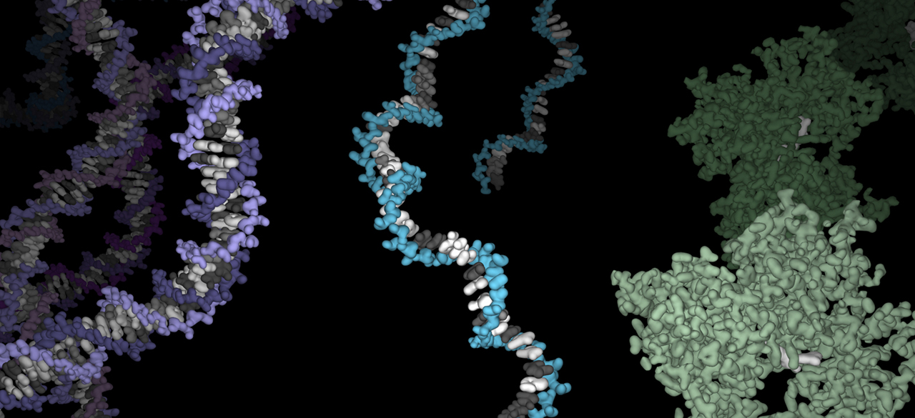 Wellesley Computer Scientists Develop DNA/RNA Sequencing Tools An illustration of DNA, RNA and protein