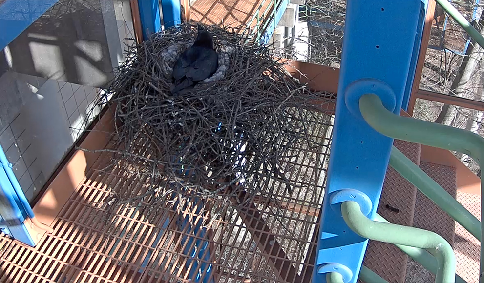 Ravens and Ravencam Return for 2016 Screen capture of nesting Raven, March 30, Wellesley College Ravencam