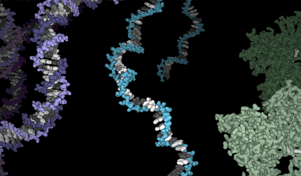 Wellesley Computer Scientists Develop DNA/RNA Sequencing Tools An illustration of DNA, RNA and protein