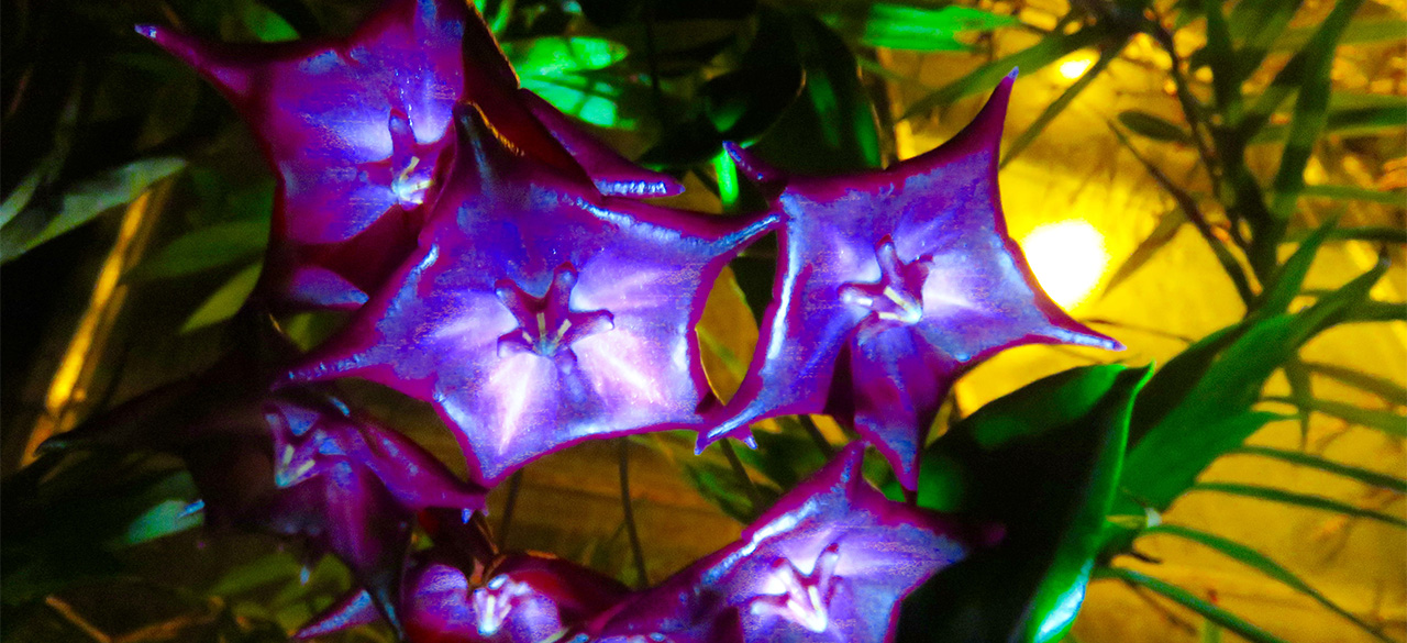 2016 Greenhouse Light Show Photo from the 2016 Greenhouse Light Show