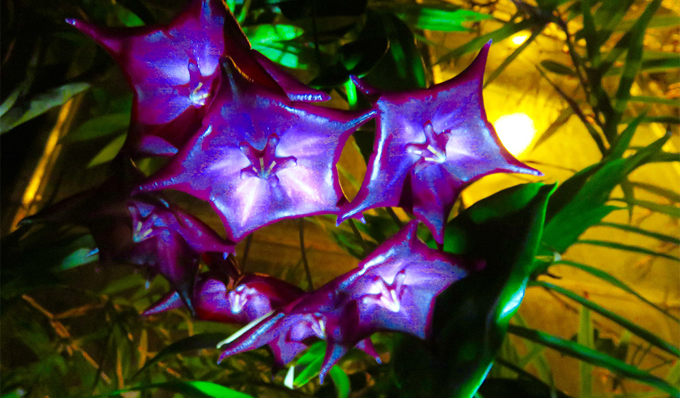 2016 Greenhouse Light Show Photo from the 2016 Greenhouse Light Show