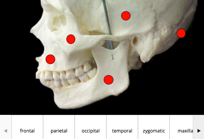 Drag-and-Drop identification exercise from ANTH207x Example of drag-and-drop skeletal feature identification