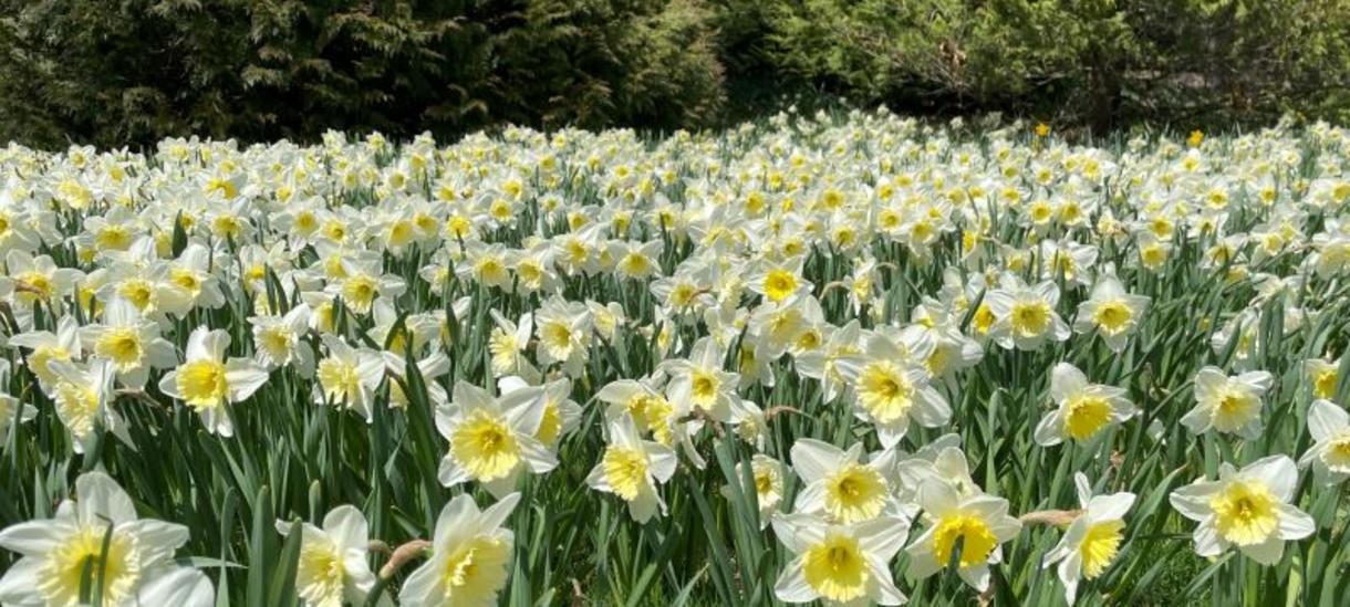 daffodils