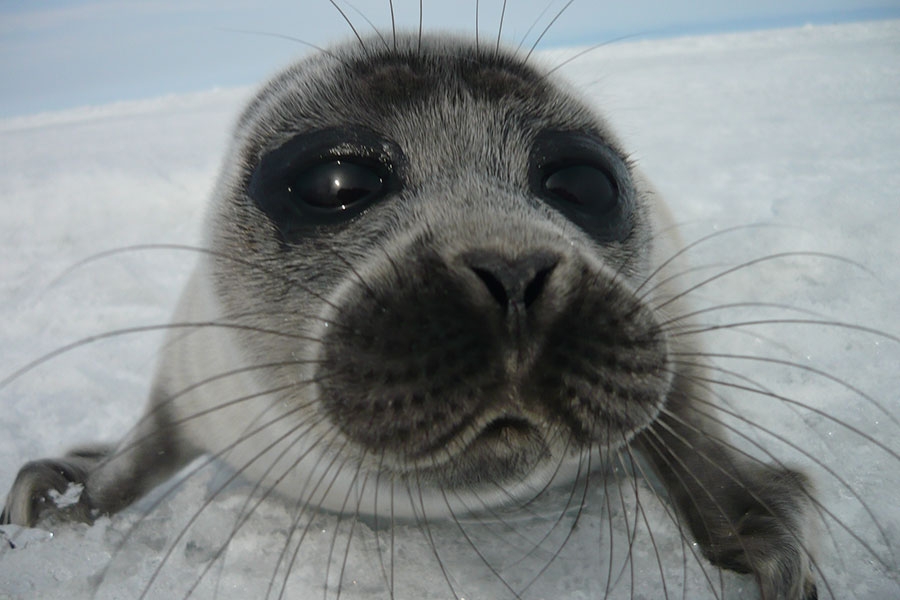 Image of a Nerpa seal from Lake Baikal