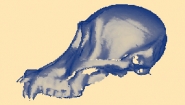 Side view of Pongo Male fossil