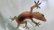 Gecko Spotted in the Tropical Greenhouse One of the Mediterranean geckos that resides in Wellesley's Greenhouses