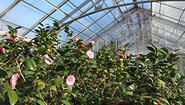 A Living Link To Wellesley's Founders A photo of the pink and white blossoms of the Durant Camellia, the only surviving plant donated by College founder Henry Durant.