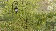 Newly Approved Sustainability Plan Will Help Ensure a Greener Future One of Wellesley's iconic lampposts amid campus greenery