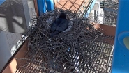 Ravens and Ravencam Return for 2016 Screen capture of nesting Raven, March 30, Wellesley College Ravencam