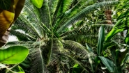 tropical ferns in greenhouse, photo by Flick Coleman