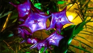 2016 Greenhouse Light Show Photo from the 2016 Greenhouse Light Show