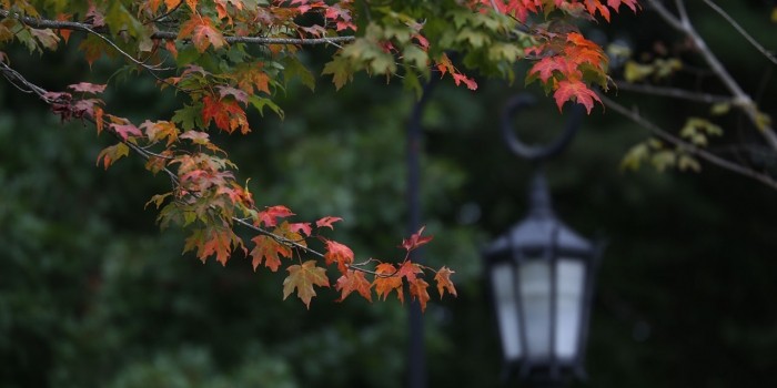 Signs of Fall Find Their Way to Wellesley A Wellesley lamp post surrounded by fall leaves.