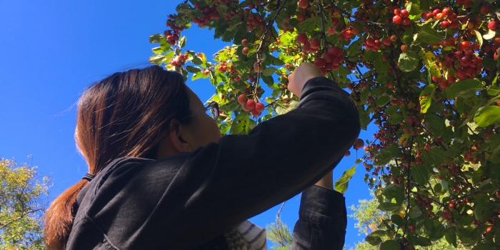 Wellesley Students Pick Campus Crabapples for Consumption as Part of Paulson Initiative A student picks crabapples from a tree against a blue sky.