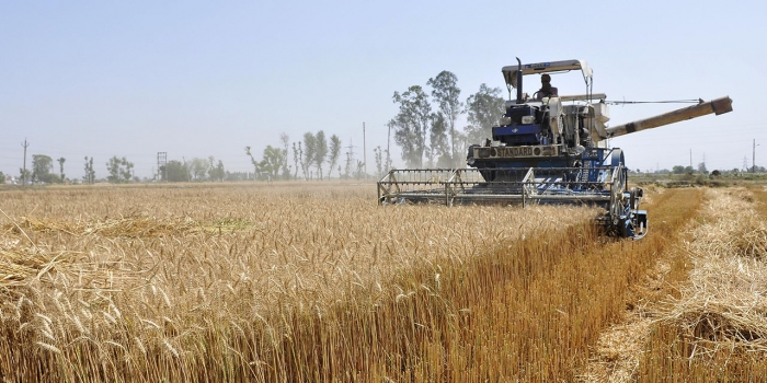 Nutrition Shock: How an Abundance of Food Can Lead to an Increase in Chronic Disease A wheat field in India