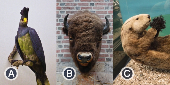As Wellesley Prepares for Its New Science Center, We Revisit Keepsakes Found in One of the Quirkiest Buildings on Campus Tight shots of a bird, bison and otter with the letters A, B and C, respectively.