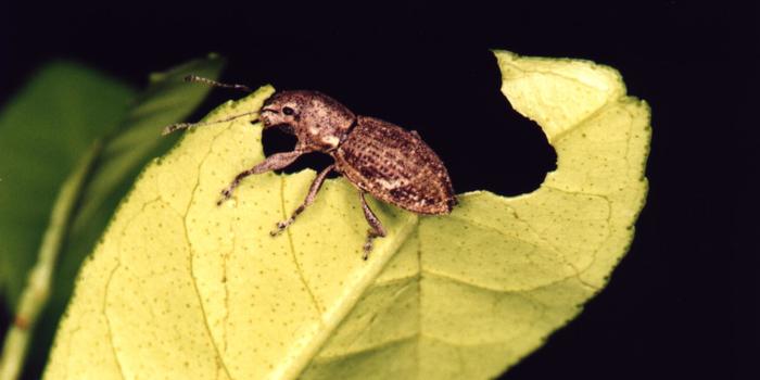 In the Absence of Genetic Variation, Asexual Invasive Species Find New Methods of Adapting to Their Environment A Naupactus cervinus weevil is seen eating a leaf.