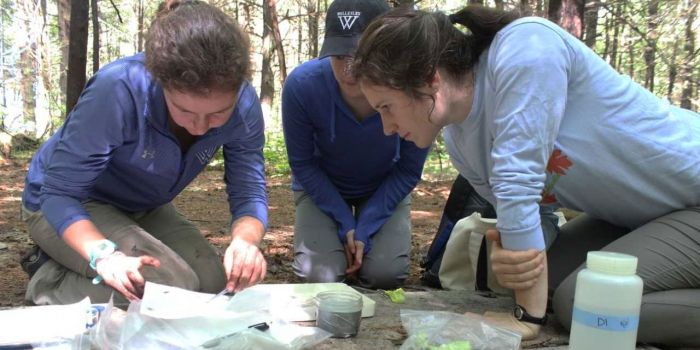 Wellesley Student Uncovers the Secret Lives of Tree Roots Wellesley student Eva Paradiso ’20