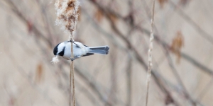 Look Up and Admire Wellesley’s Airborne Denizens—Birds A chickadee in a tree on campus