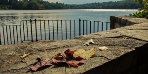 Wellesley Celebrates the Official Start of Fall on the Autumnal Equinox Fallen autumn leaves with a view of Lake Waban