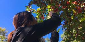 Wellesley Students Pick Campus Crabapples for Consumption as Part of Paulson Initiative A student picks crabapples from a tree against a blue sky.