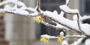 Campus Springs Forward under Inches of Snow A branch of witch hazel covered in snow.