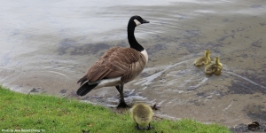 Wildlife at Wellesley A mother goose leads her goslings into Lake Waban