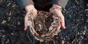 Alumna Discovers New Microbes and Puts them to Work for Humans A figure, out of frame, holds a bees nest.