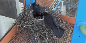 Raven Henry’s Death Draws Attention to Bird Behaviors and Safety Raven Henry’s Death Draws Attention to Bird Behaviors and Safety