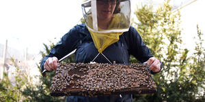 How Honey Bees Use Animal Poop as a Chemical Weapon to Protect Their Hives from Giant “Murder” Hornets Heather Mattila examines a group of bees.
