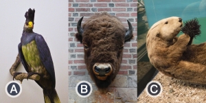 As Wellesley Prepares for Its New Science Center, We Revisit Keepsakes Found in One of the Quirkiest Buildings on Campus Tight shots of a bird, bison and otter with the letters A, B and C, respectively.
