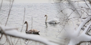 Fall 2019 Semester Glides to a Close Two swans glide across Lake Waban