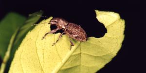In the Absence of Genetic Variation, Asexual Invasive Species Find New Methods of Adapting to Their Environment A Naupactus cervinus weevil is seen eating a leaf.