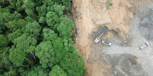 Wellesley Ecologist Discusses UN Report on Animal and Plant Extinction An arial shot of a forrest and land that has been cleared.
