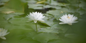 Water Lilies Bloom on Paramecium Pond Two blooming water lilies on a pond.