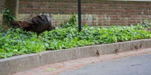 An American Turkey and Her Brood Join the Wellesley Community turkey and her chicks