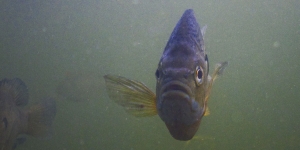 How Do Fish Swim? Wellesley Biology Professor Looks for Answers in Lake Waban A bluegill sunfish