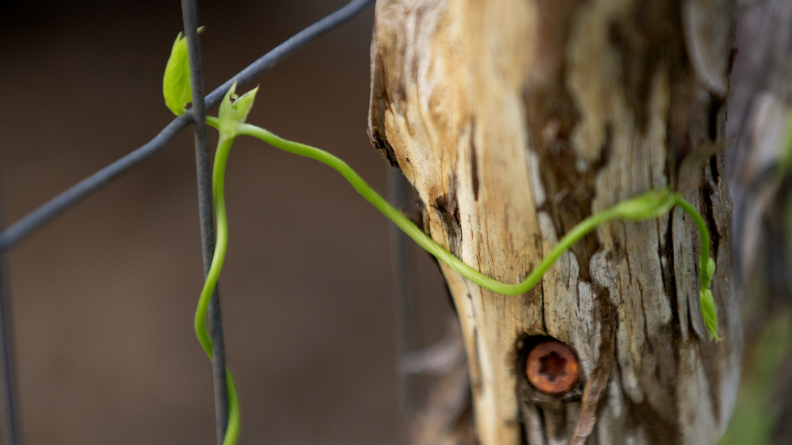 A tendril from an asparagus bean plant, also known as yardlong beans, wraps around a fence.