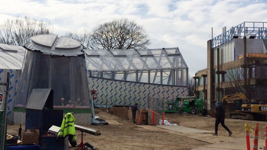 The Camellia tree remains protected inside the newly built global flora.