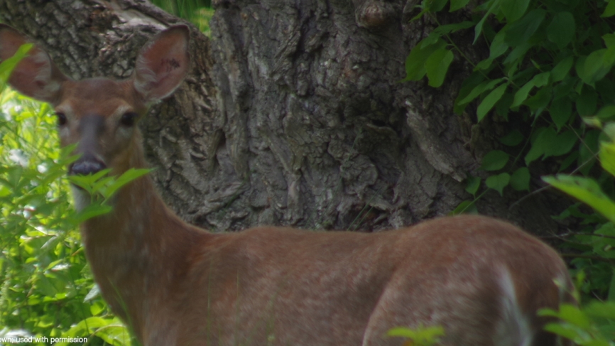 A doe peers through the leaves.