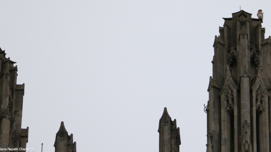 A hawk gets a bird’s-eye view from the top of Galen Stone Tower.