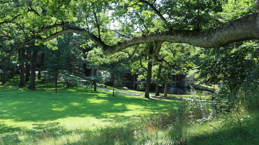 Oak Tree on Severance Hill (August 2018)