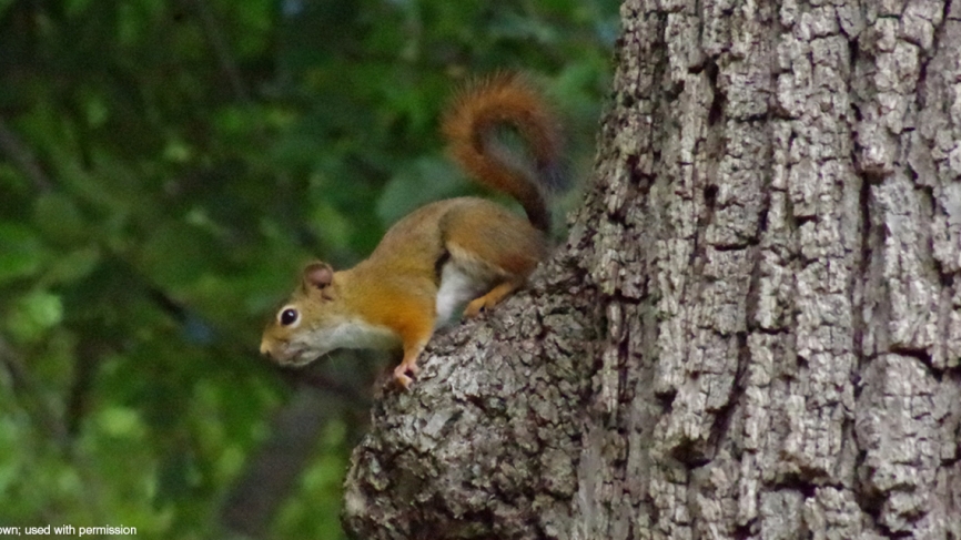 A squirrel surveys the scene from above.