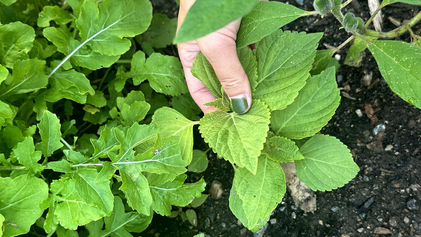Kim holds the leaves of Korean perillas, a plant that reminds her of her grandmother’s cooking.