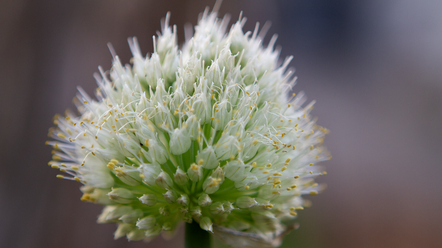 Bunching onions grow an edible flower.