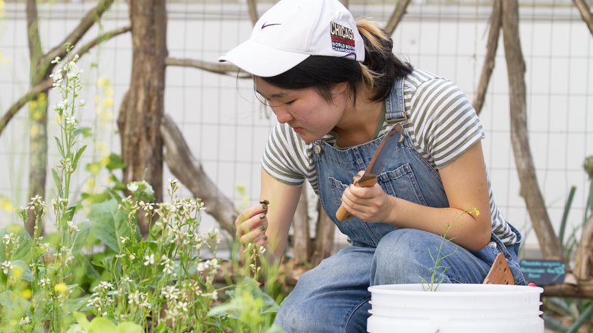 Reena Kim ’26 weeds a bed of greens.
